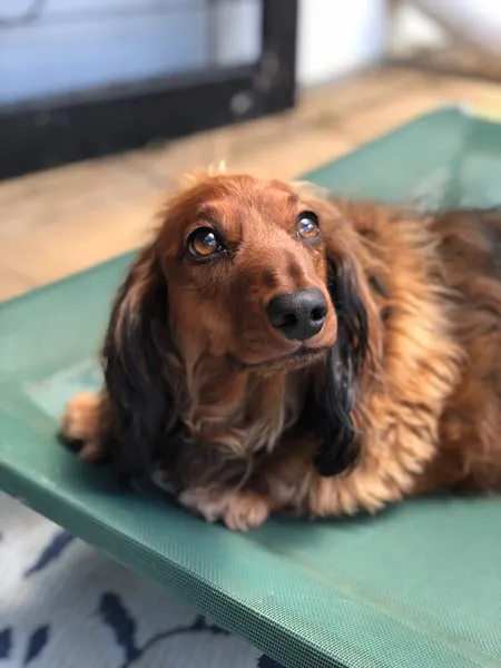 Perro de un cliente