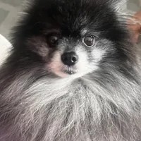 Perro de un cliente