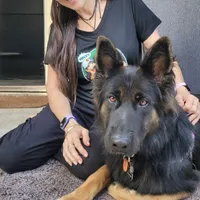 Perro de un cliente