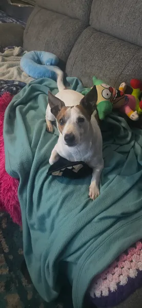 Perro de un cliente