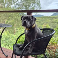 Perro de un cliente
