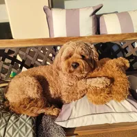 Perro de un cliente