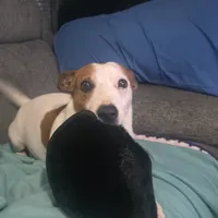 Perro de un cliente