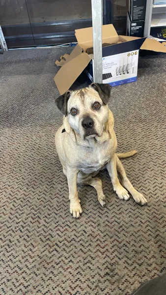 Perro de un cliente