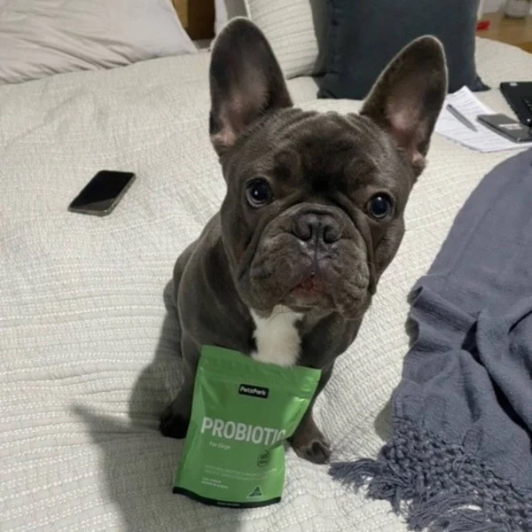 Perrito con su bolsita de probióticos
