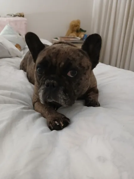 Perro de un cliente