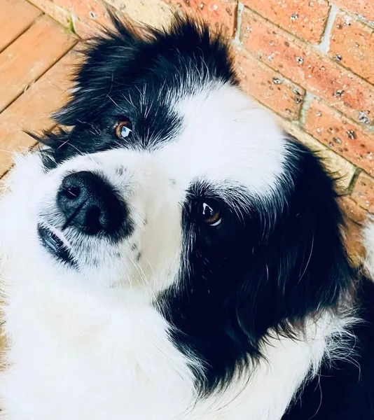 Perro de un cliente